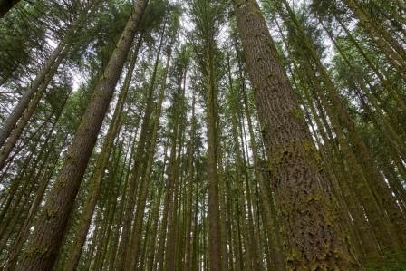 forêt